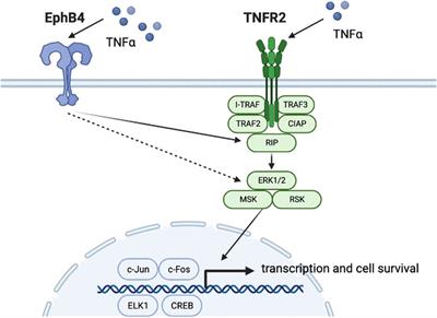 Alterations in bone fracture healing associated with TNFRSF signaling pathways